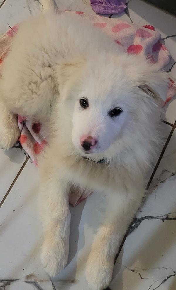 Bamboo-In Foster, Adoptable, Puppy Male Great Pyrenees.