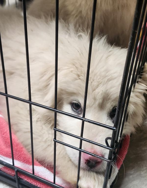 Bamboo-In Foster, a Adoptable mixed breed in Silverdale, WA image 2/2