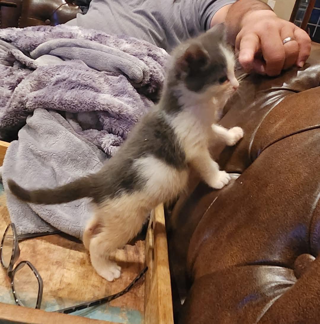 Enlarge Sophia, a Adopted Domestic Short Hair in Temecula, CA image 1/2