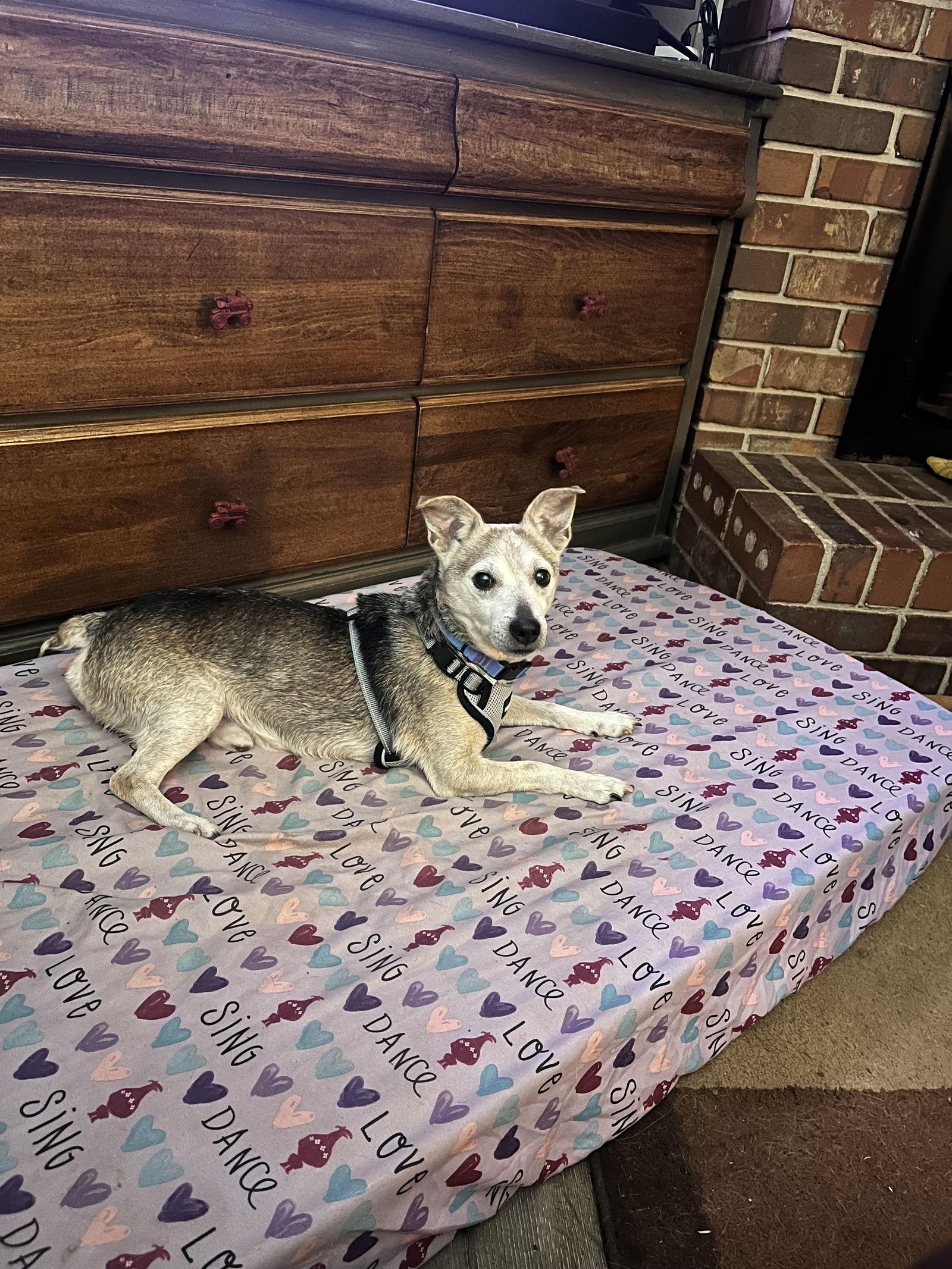 Bentley, Adoptable, Young Male Chihuahua & Terrier.