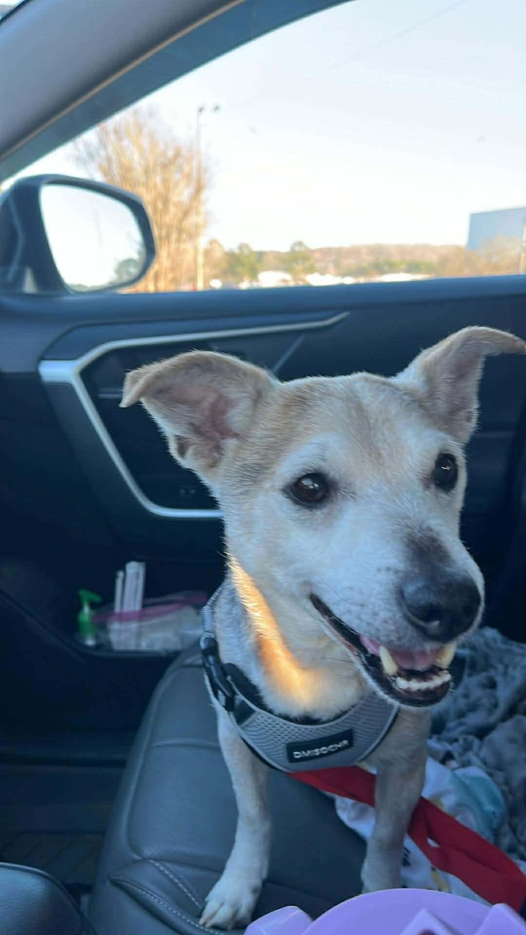 Enlarge Bentley, a Adoptable mixed breed in Ball Ground, GA image 2/2