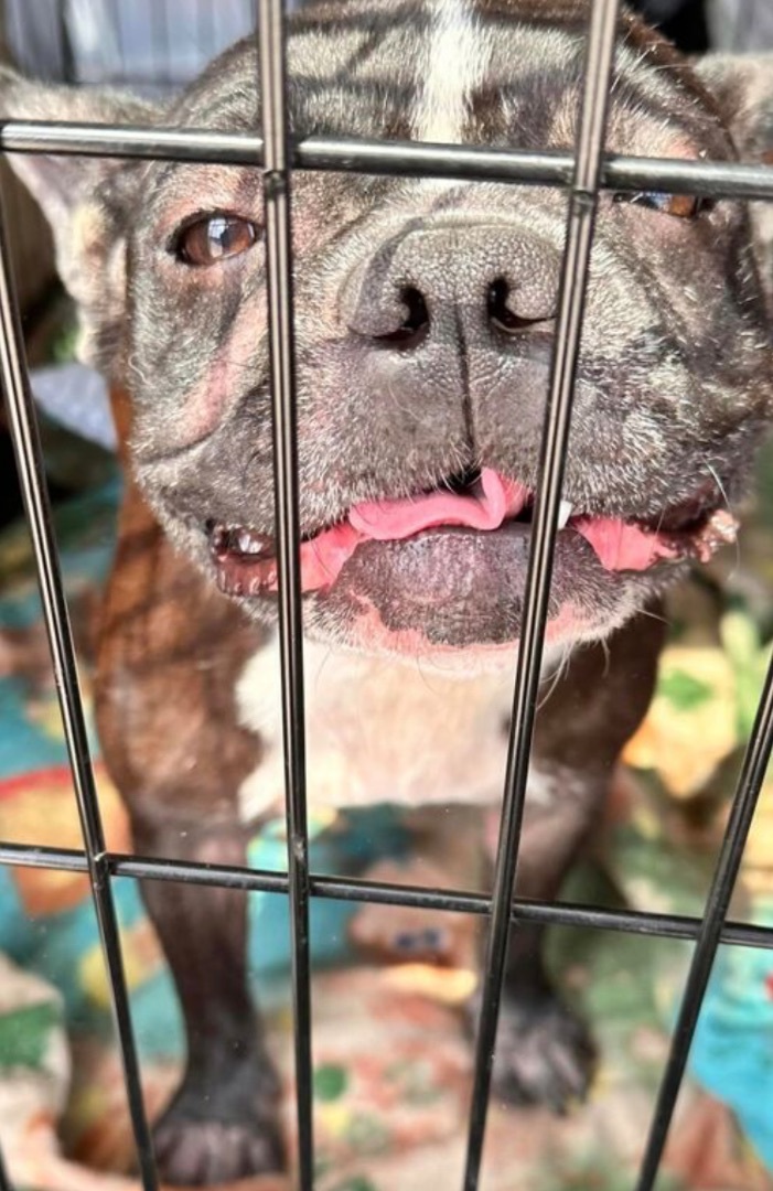 Enlarge Roxxy, a Adopted French Bulldog in TUCSON, AZ image 1/2