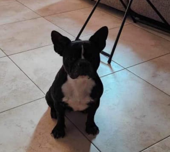 Enlarge Roxxy, a Adopted French Bulldog in TUCSON, AZ image 2/2