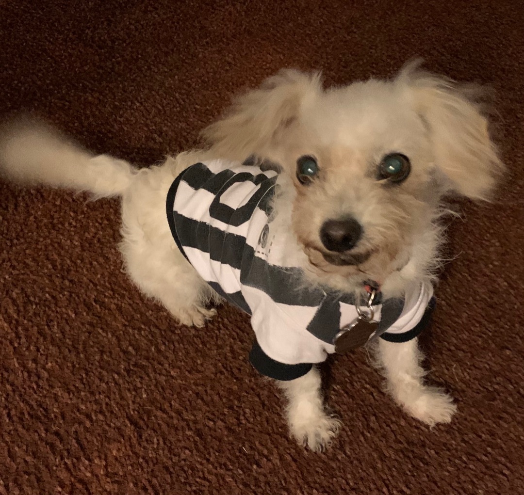 Lamilu, Adoptable, Senior Female Poodle & Chihuahua.