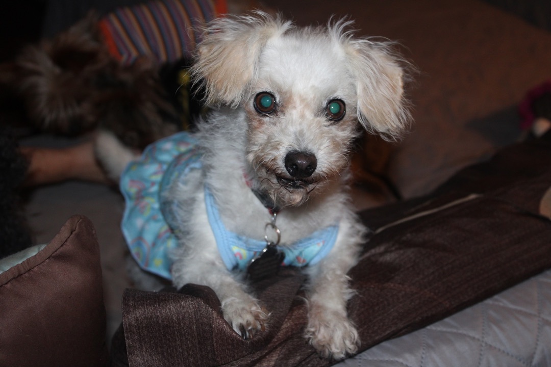 Enlarge Lamilu, a Adoptable mixed breed in Studio City, CA image 2/2