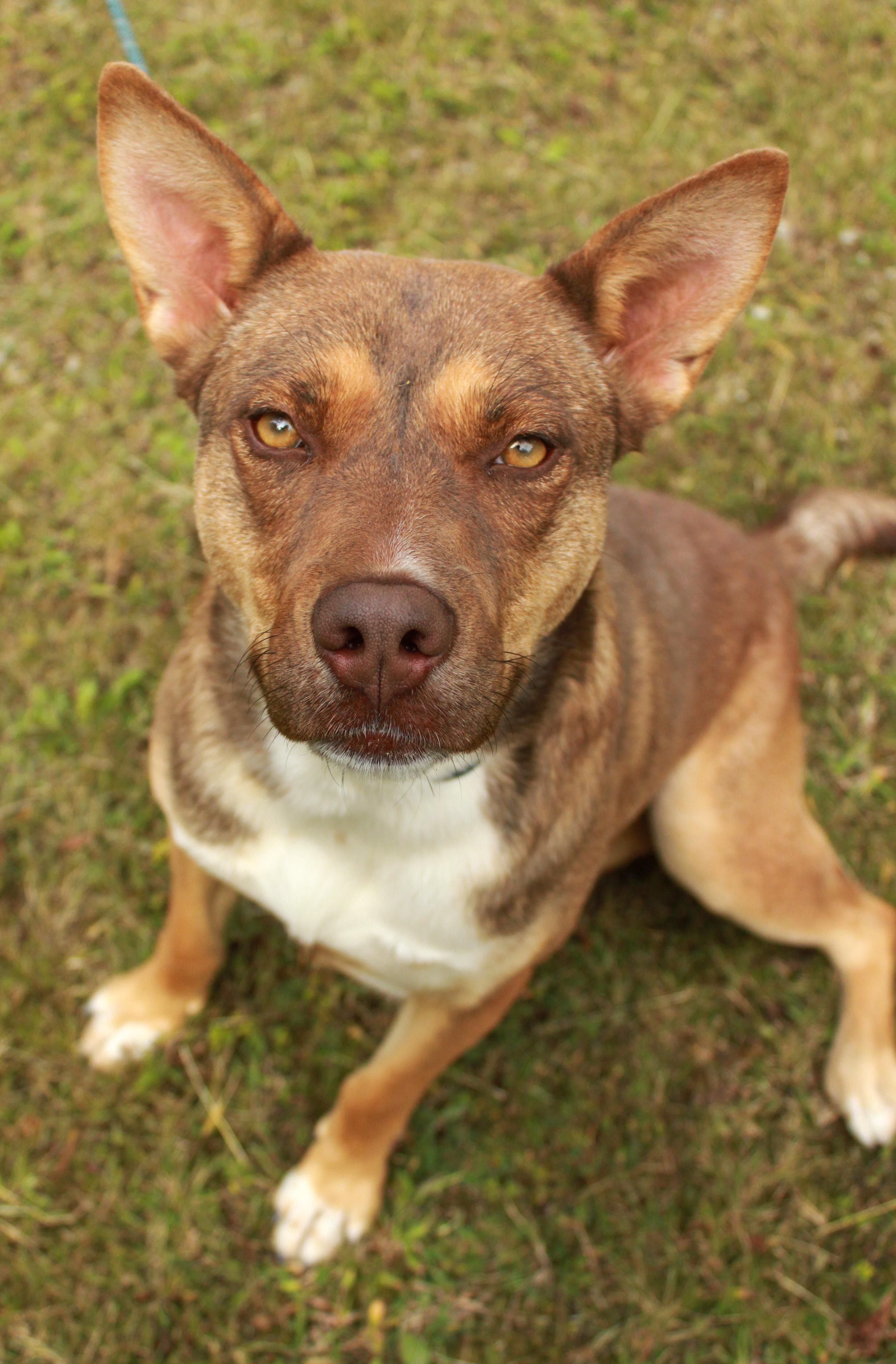 Zena, a Adoptable mixed breed in Ona, WV image 4/4