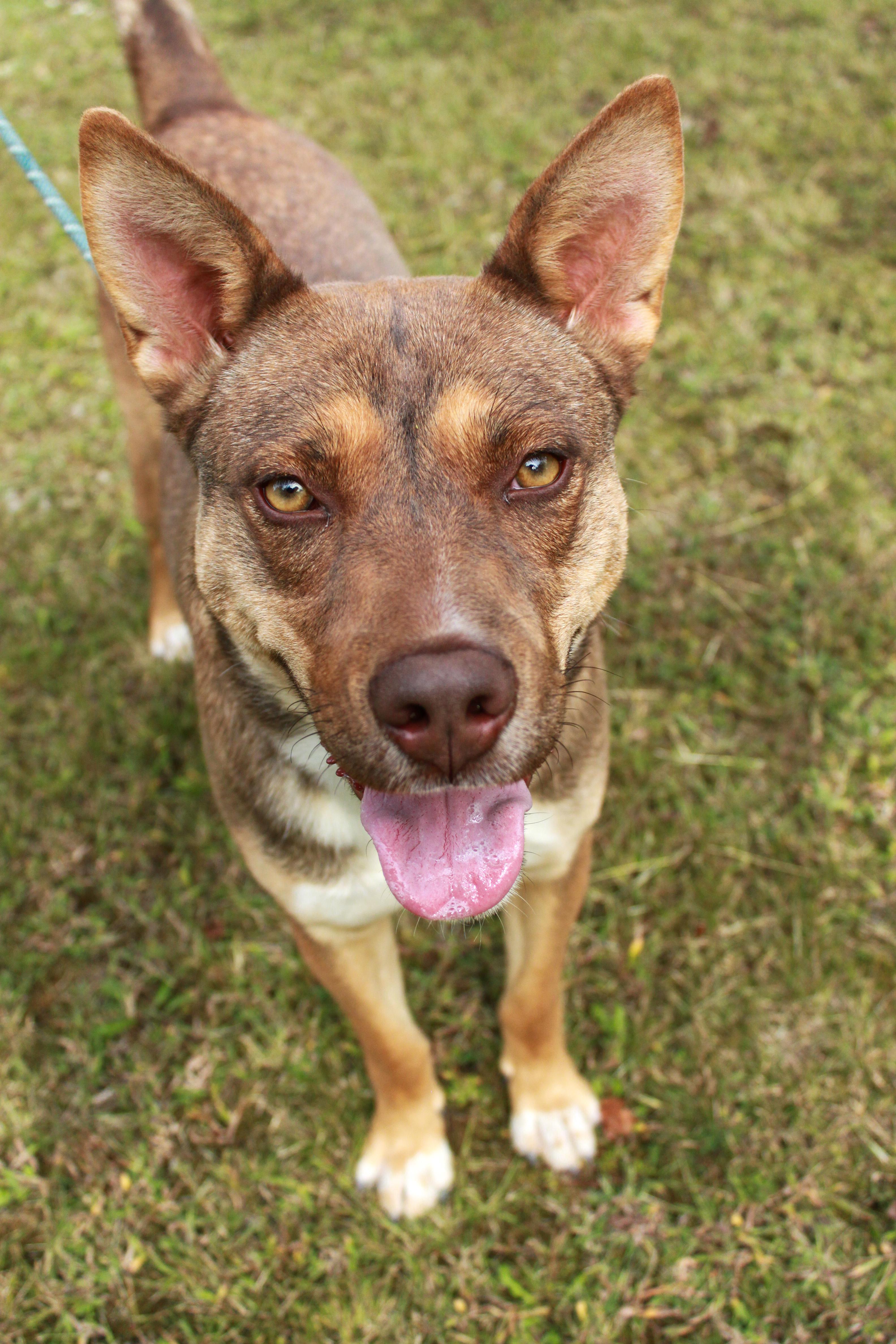 Zena, a Adoptable mixed breed in Ona, WV image 3/4