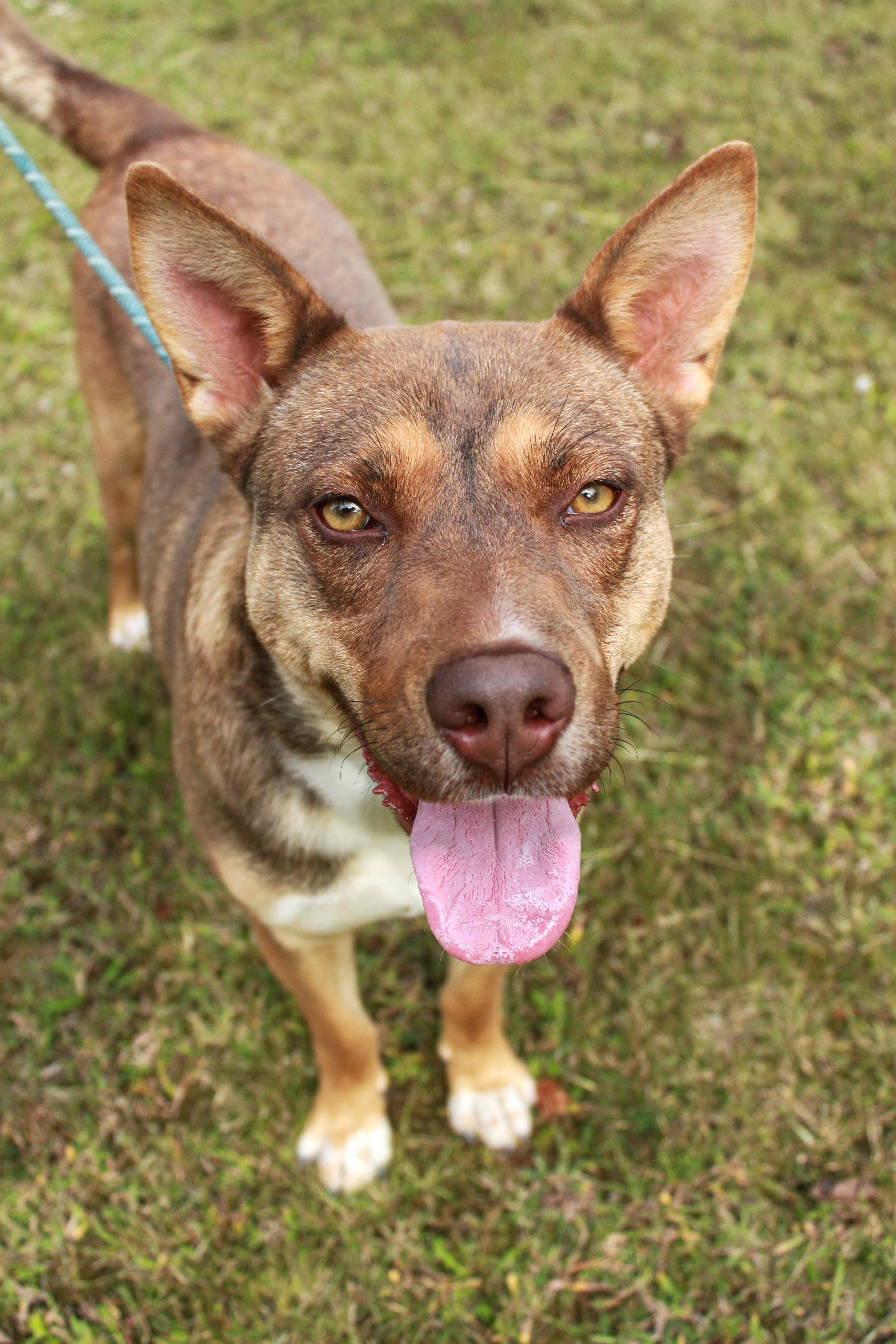 Zena, a Adoptable mixed breed in Ona, WV image 1/4