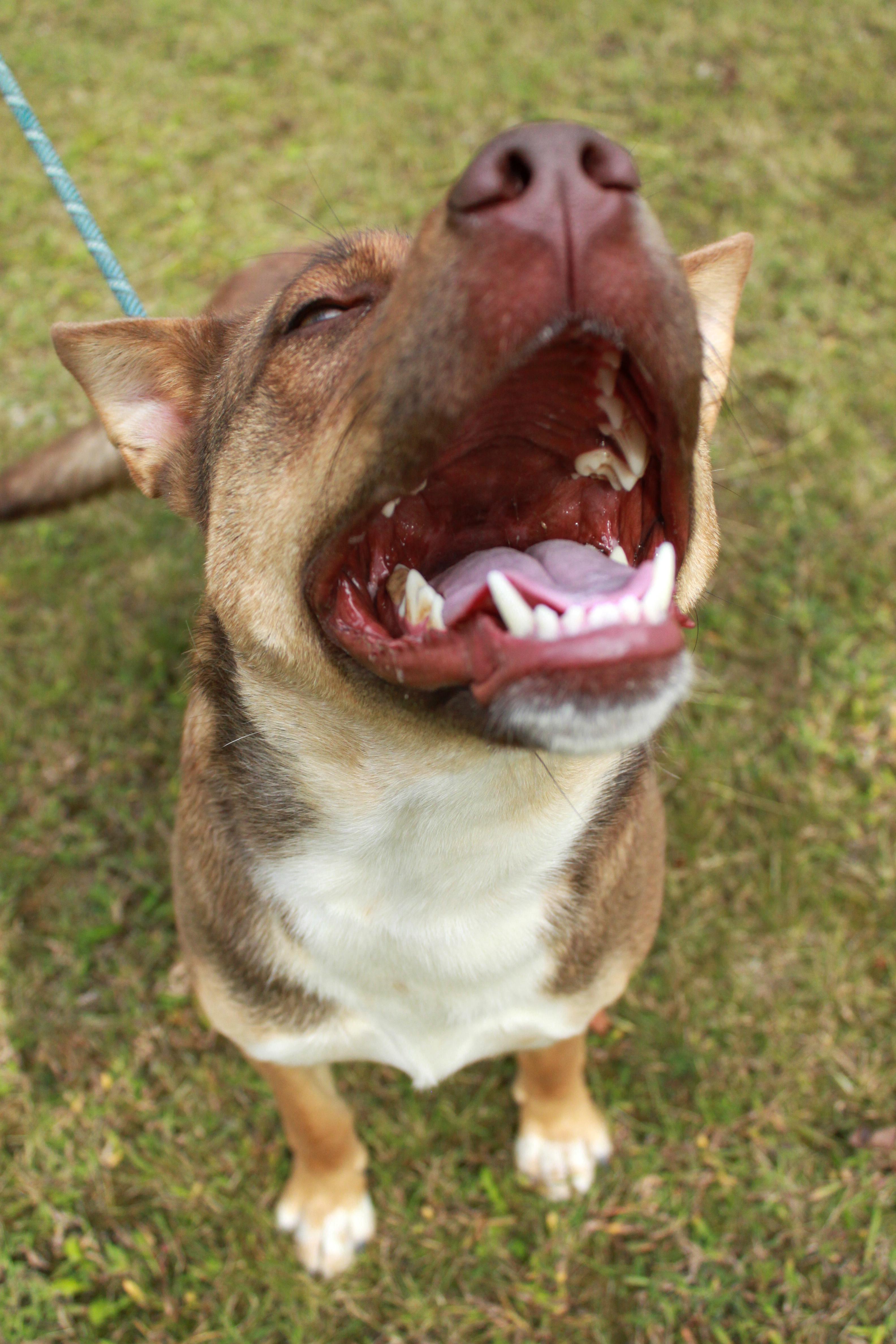 Zena, a Adoptable mixed breed in Ona, WV image 2/4