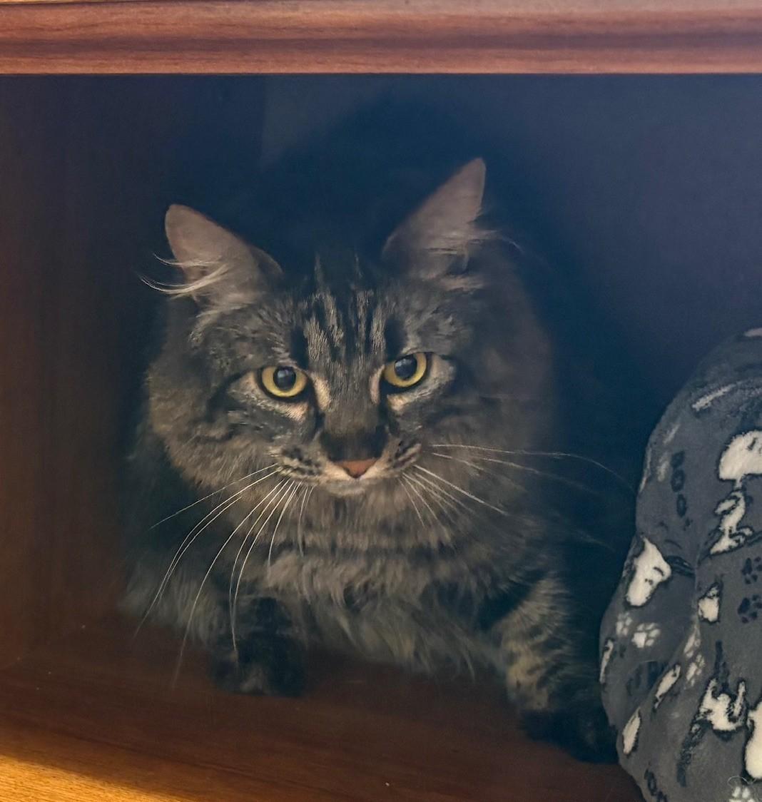 Paisley, Adoptable, Adult Female Domestic Long Hair & Maine Coon.