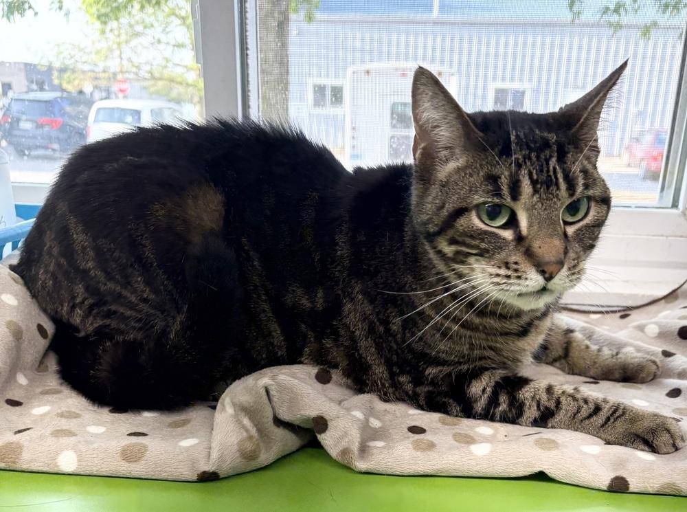 Enlarge Piper, a Adopted Domestic Short Hair in Rochester, IN image 1/1