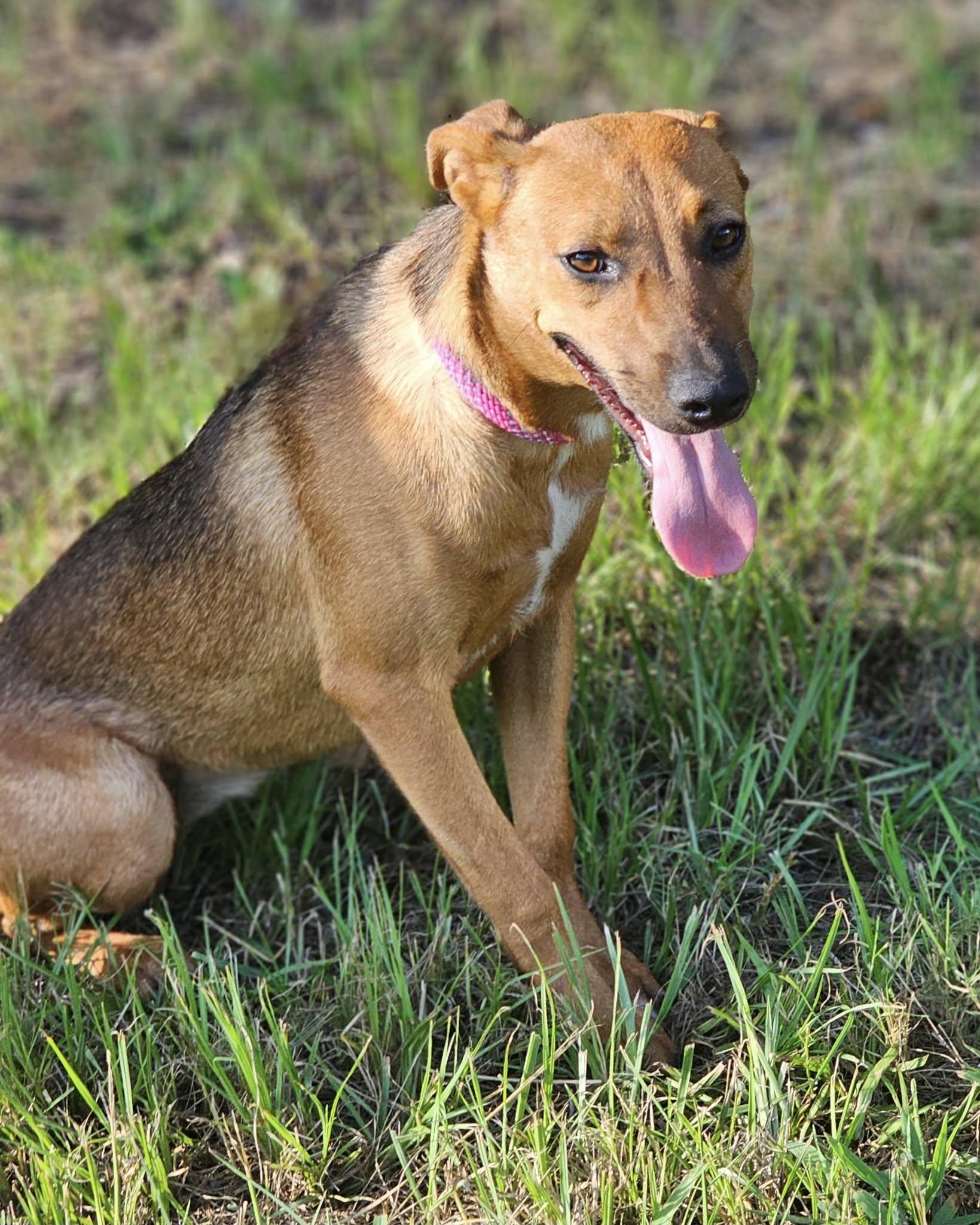 Siggi, a Adoptable Terrier in Fort Payne, AL image 1/5