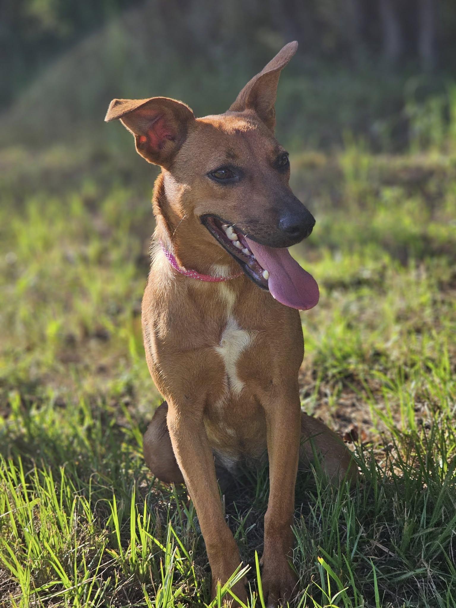 Siggi, a Adoptable Terrier in Fort Payne, AL image 2/5