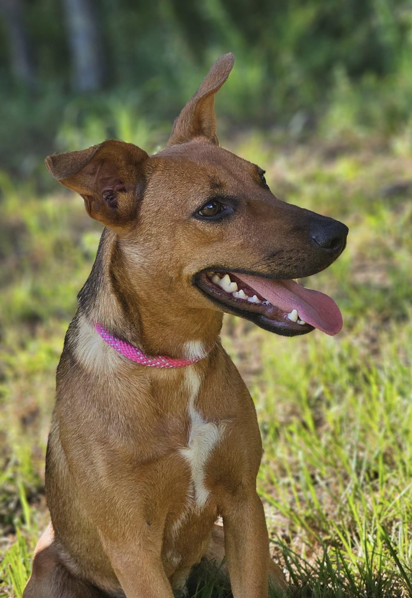 Siggi, a Adoptable Terrier in Fort Payne, AL image 3/5