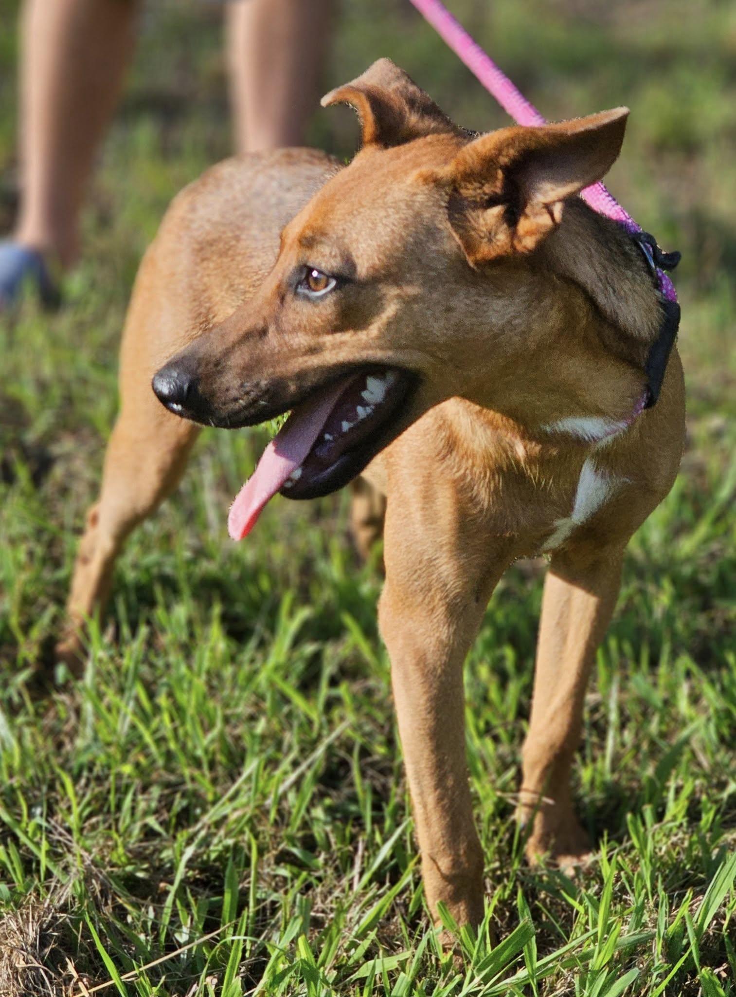 Siggi, a Adoptable Terrier in Fort Payne, AL image 4/5