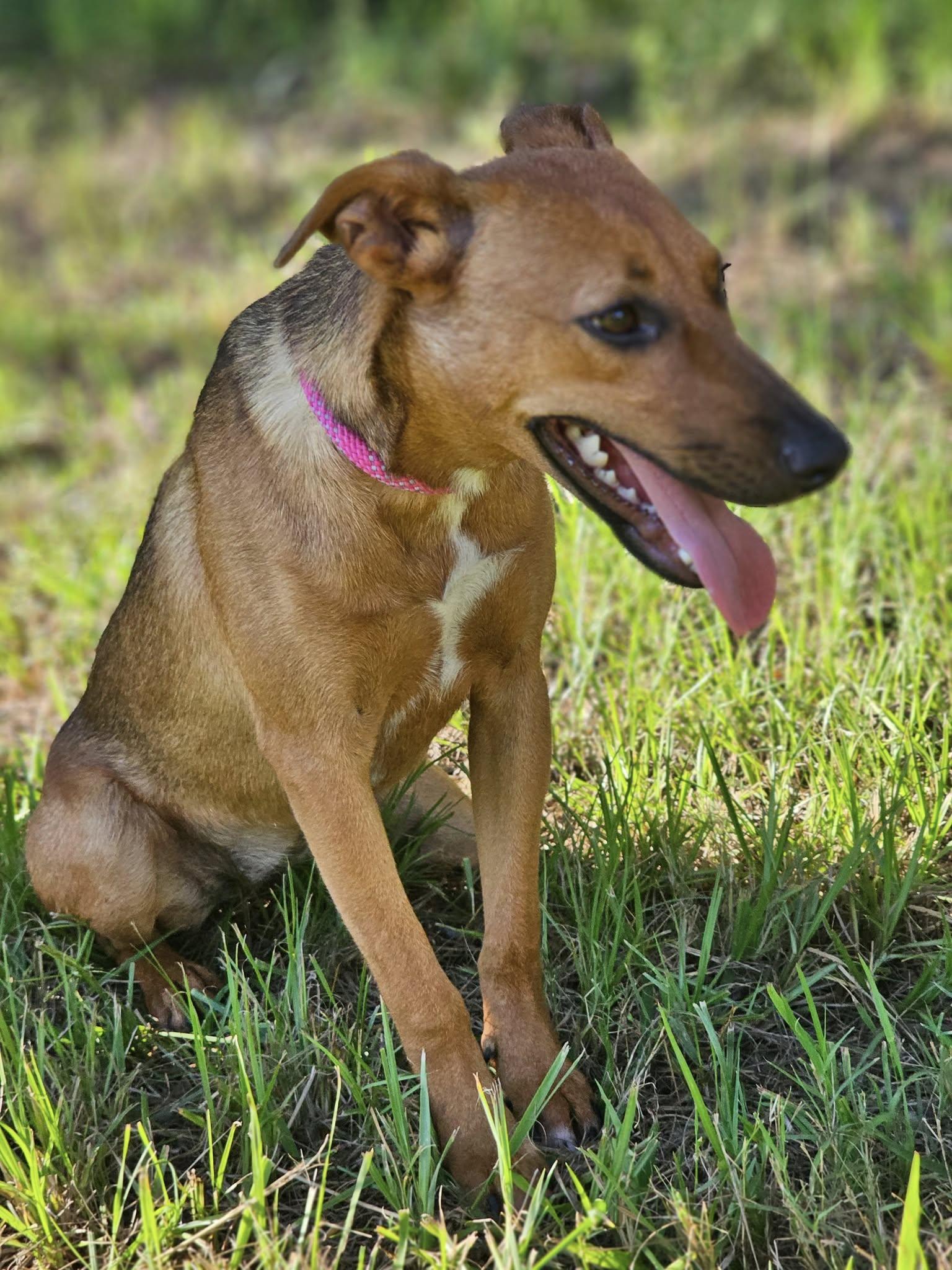 Siggi, a Adoptable Terrier in Fort Payne, AL image 5/5