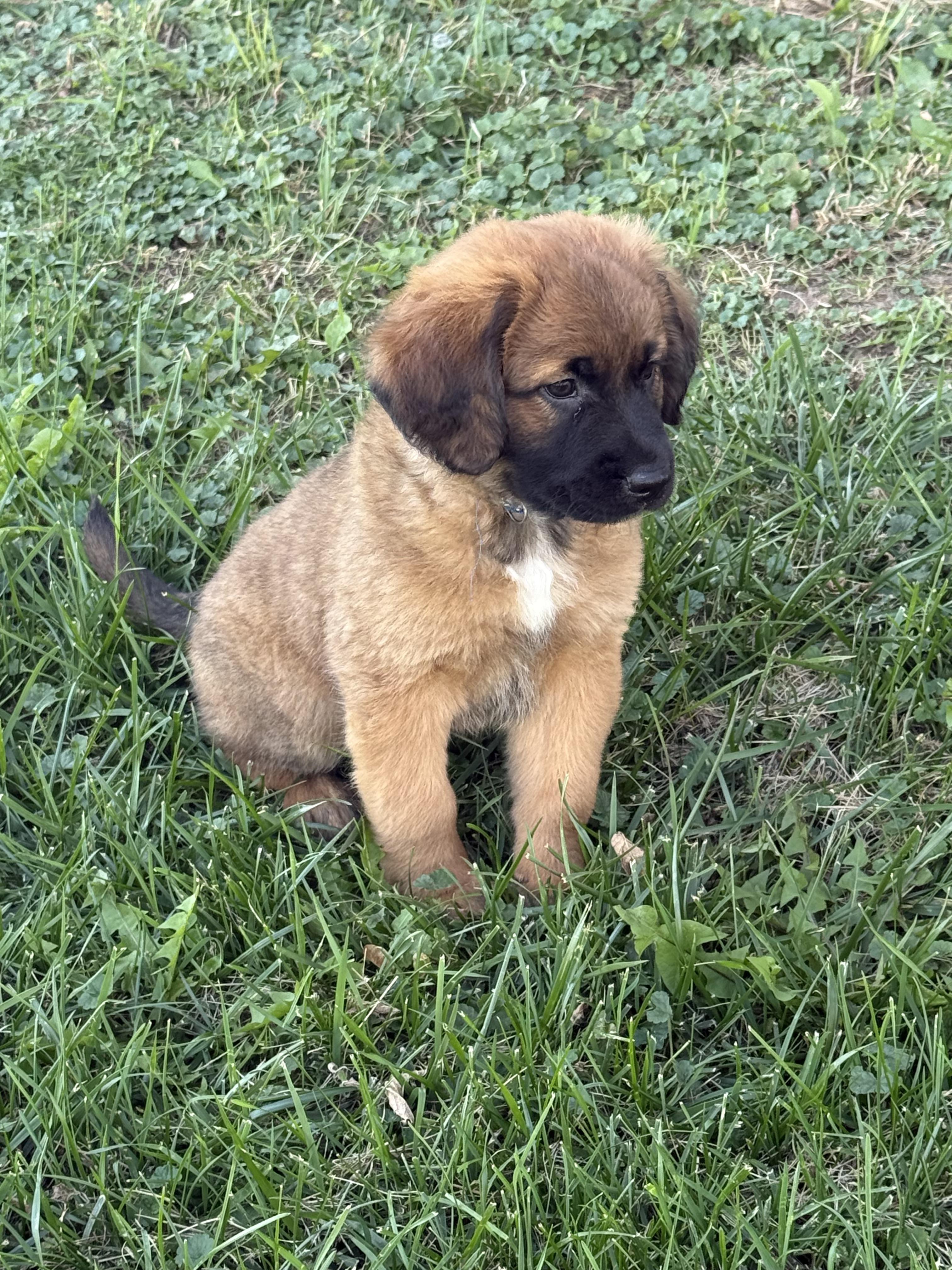 Enlarge Marshall, a Adoptable mixed breed in Hales corners, WI image 2/3