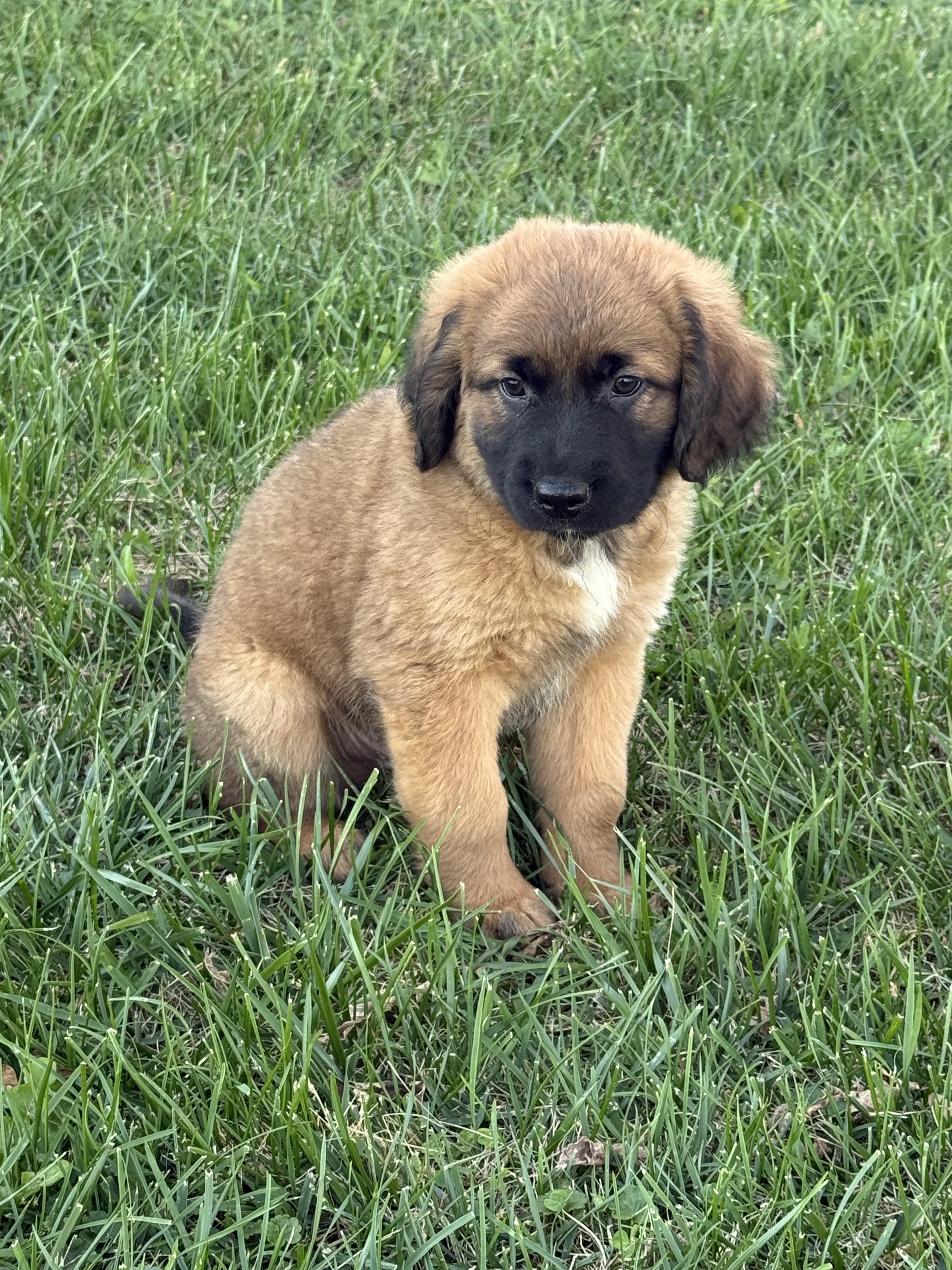 Enlarge Marshall, a Adoptable mixed breed in Hales corners, WI image 1/3