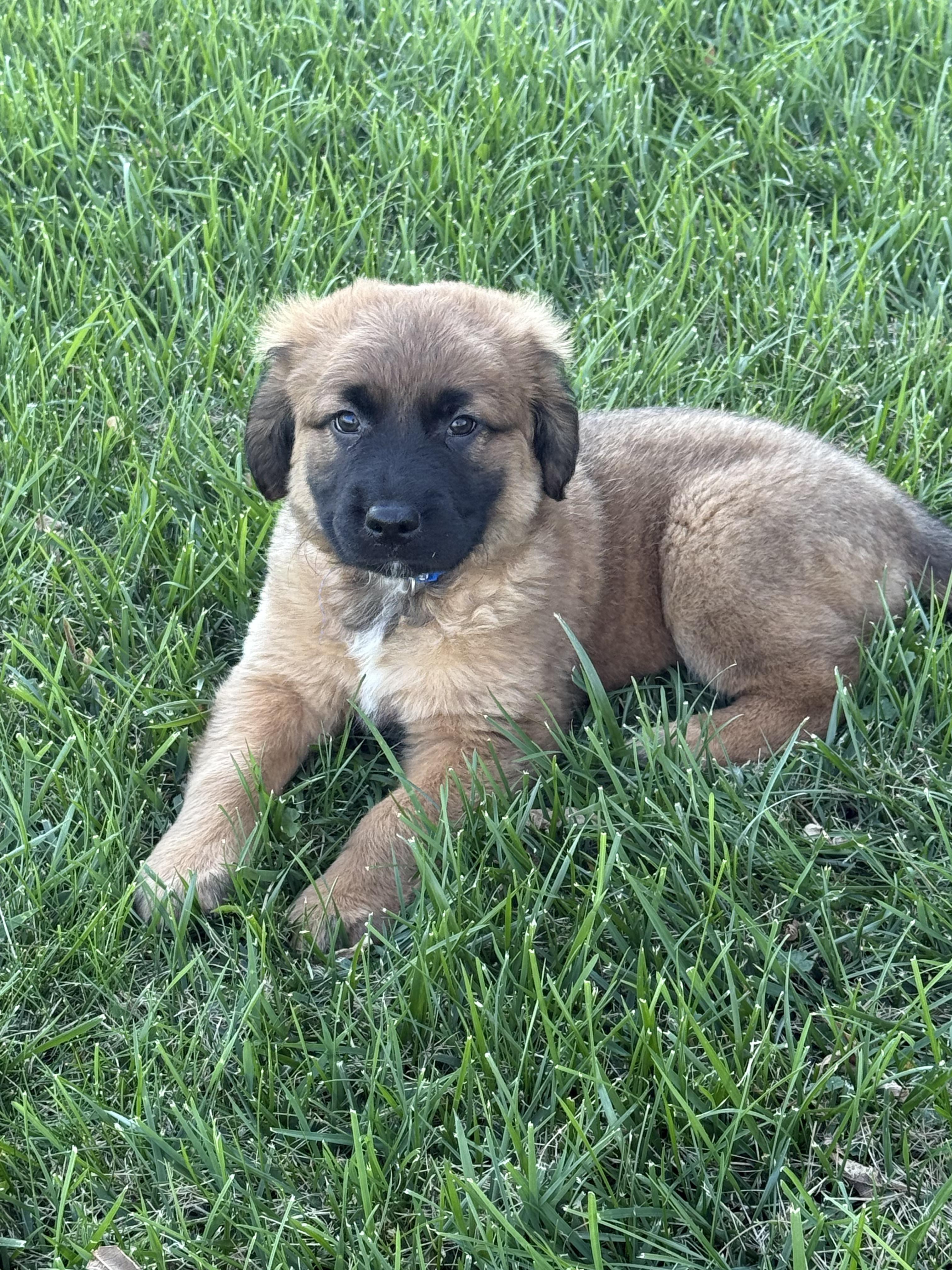 Enlarge Marshall, a Adoptable mixed breed in Hales corners, WI image 3/3