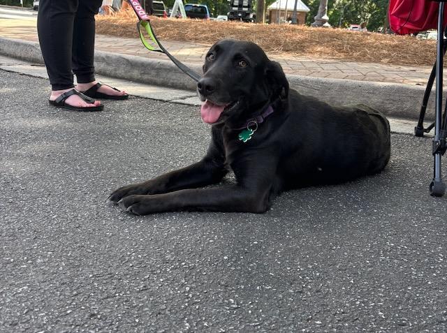 Enlarge ELEANOR, a ADOPTABLE mixed breed in Alpharetta, GA image 1/5