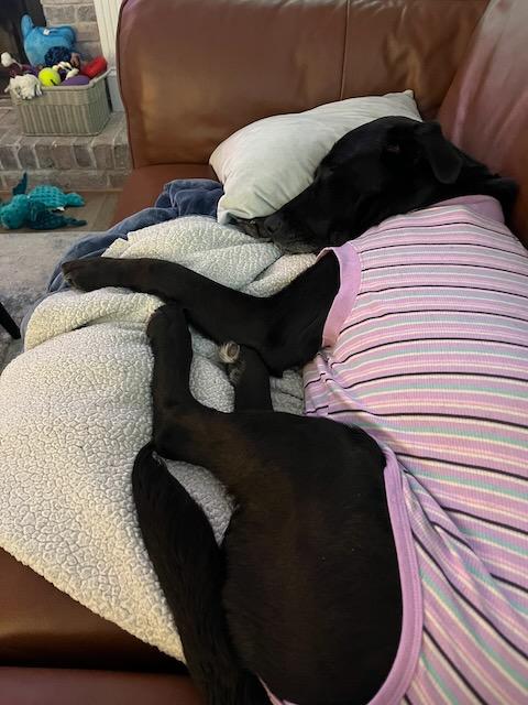 Enlarge ELEANOR, a ADOPTABLE mixed breed in Alpharetta, GA image 5/5