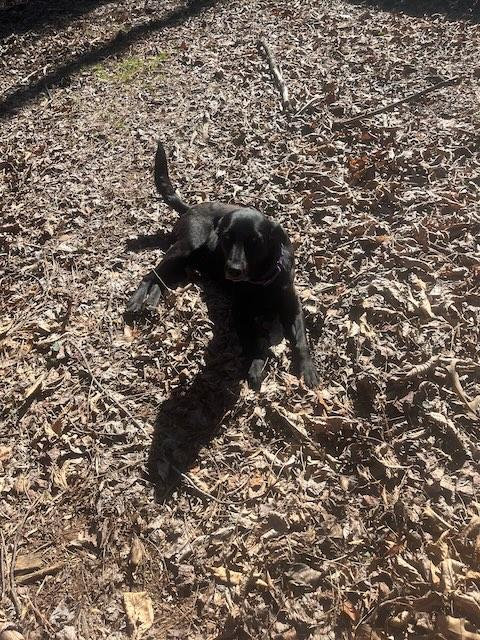 Enlarge ELEANOR, a ADOPTABLE mixed breed in Alpharetta, GA image 3/5