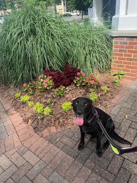 Enlarge ELEANOR, a ADOPTABLE mixed breed in Alpharetta, GA image 2/5