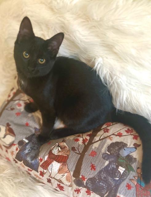 Lucinda, adopted, Young Female Domestic Medium Hair.