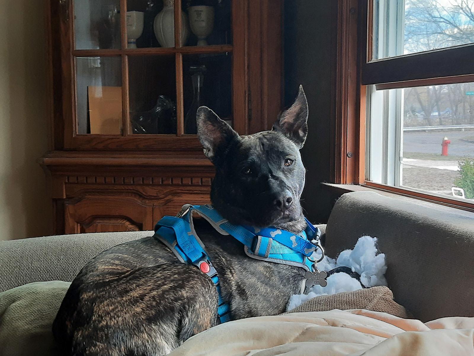 Martha, a Adoptable mixed breed in Crystal, MN image 2/6