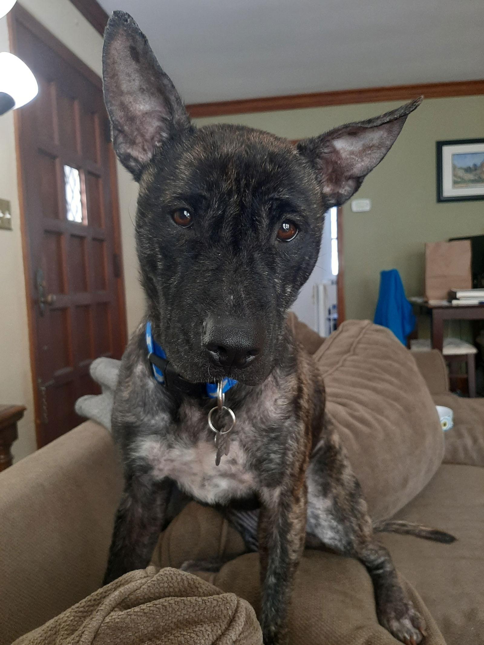 Martha, a Adoptable mixed breed in Crystal, MN image 2/5