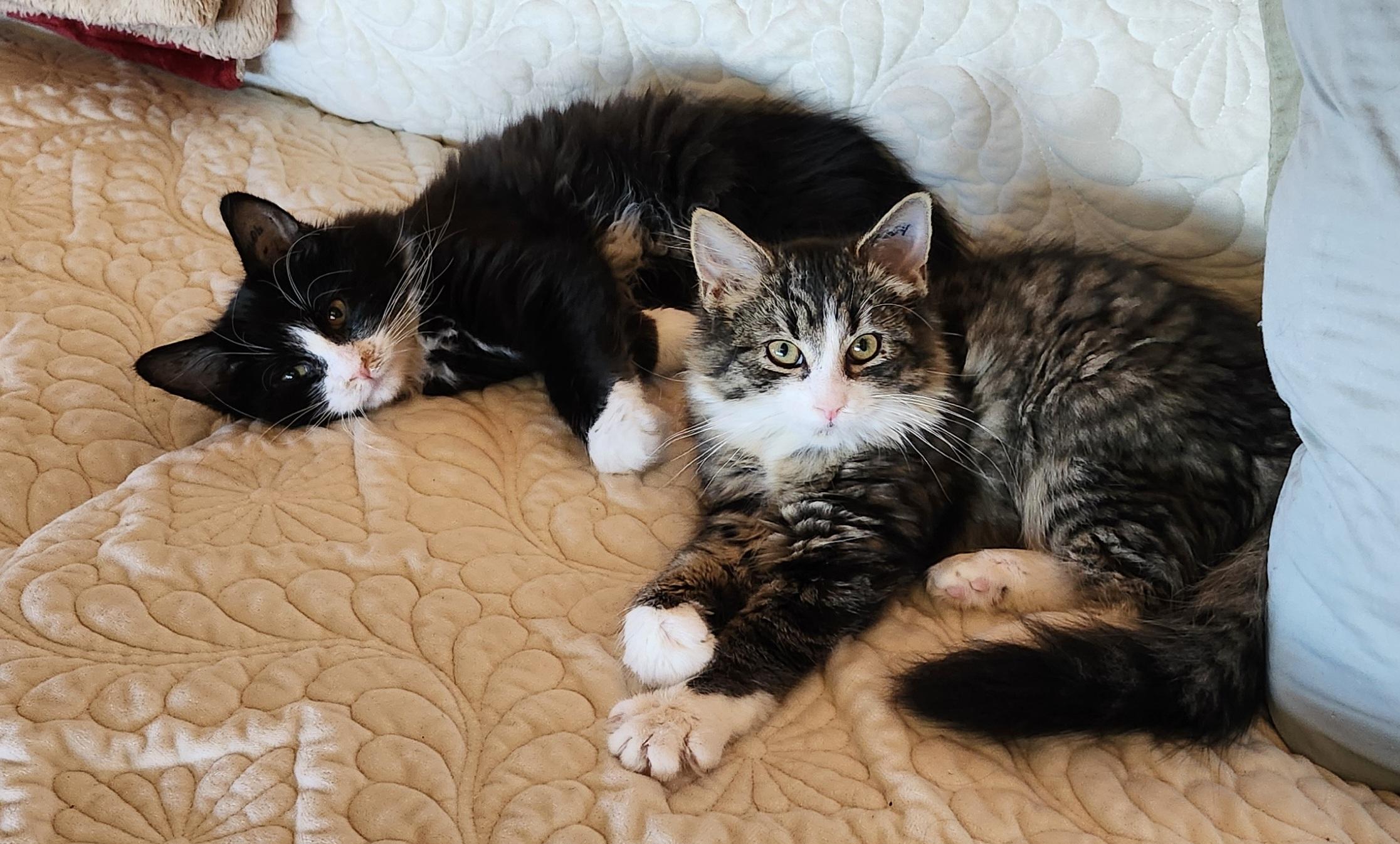 Enlarge 'BISQUICK', an adopted mixed breed in North East, MD image 2/2