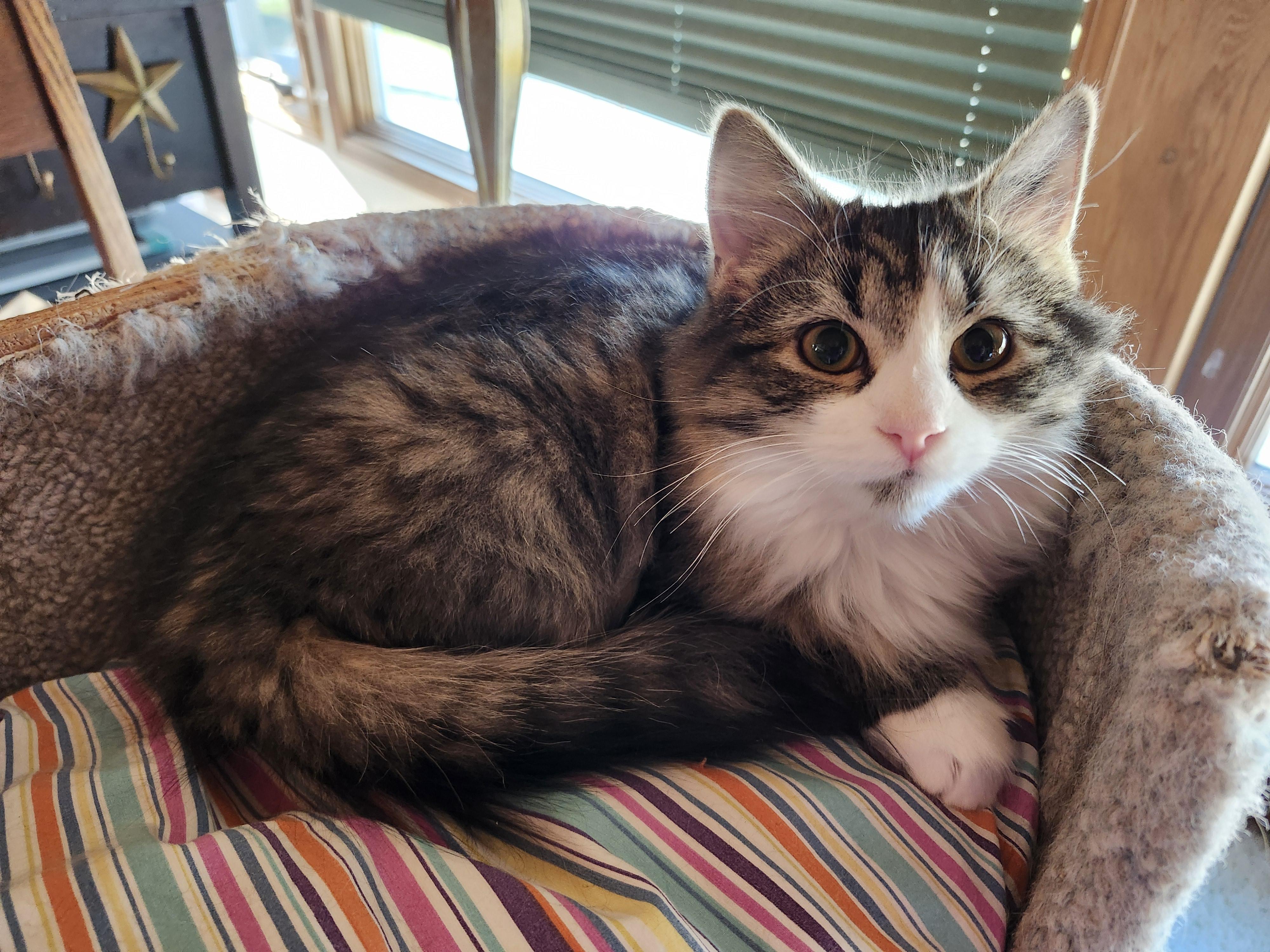 Enlarge 'BISQUICK', an adopted mixed breed in North East, MD image 1/2