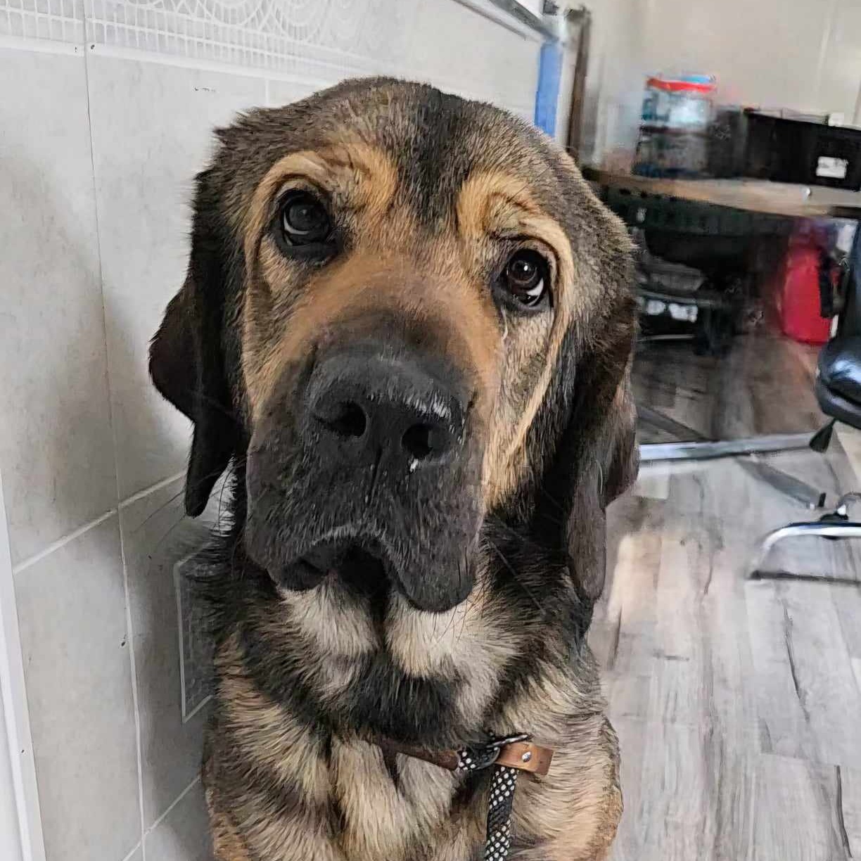 Dog for adoption Ty, a Tibetan Mastiff & Mastiff Mix in Hoopeston, IL