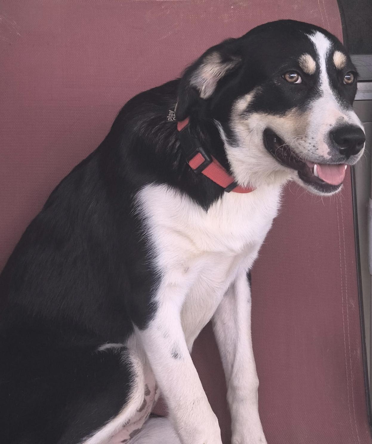 Molly, an adopted mixed breed in Mingus, TX image 5/5