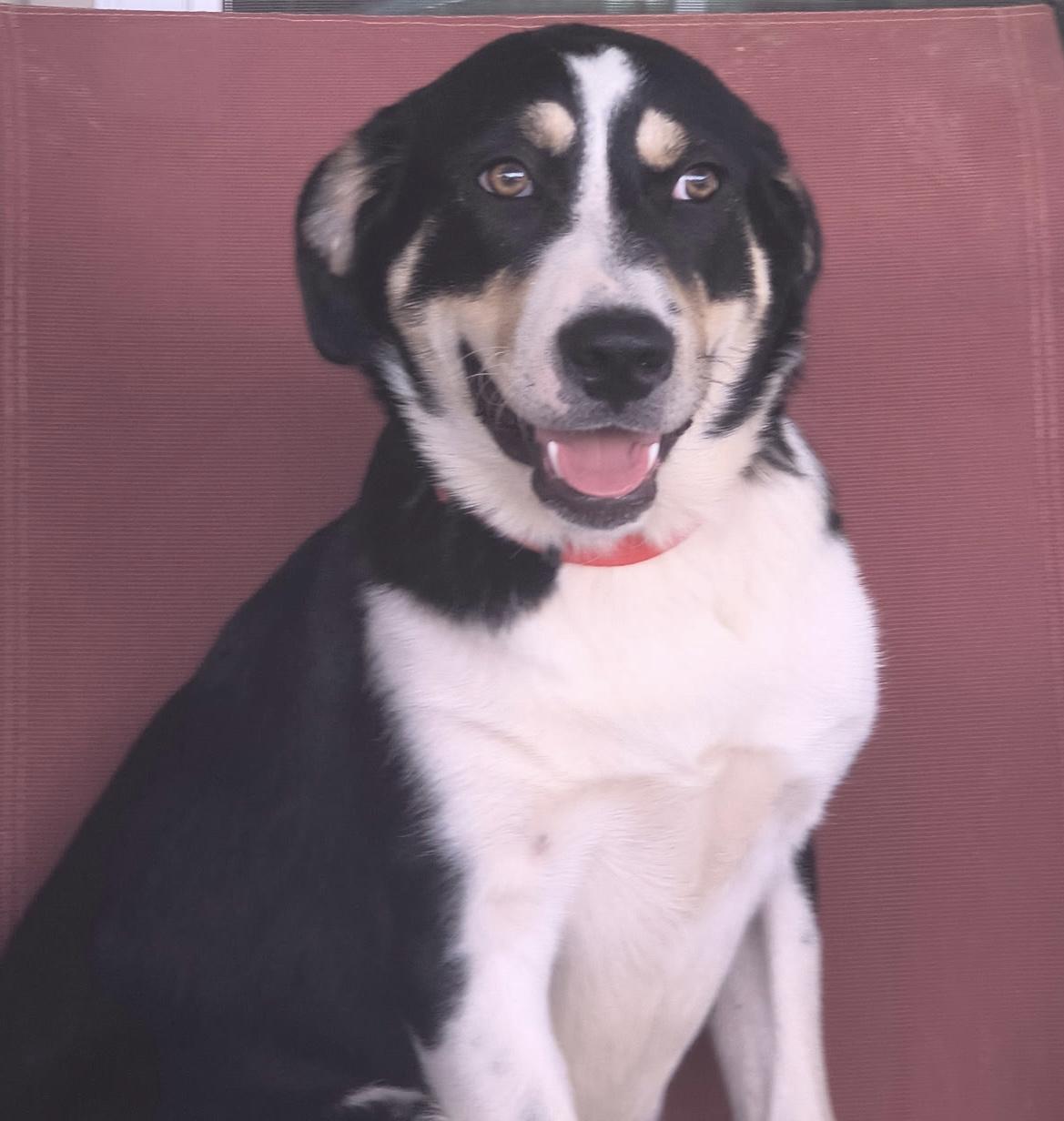 Molly, an adopted mixed breed in Mingus, TX image 3/5
