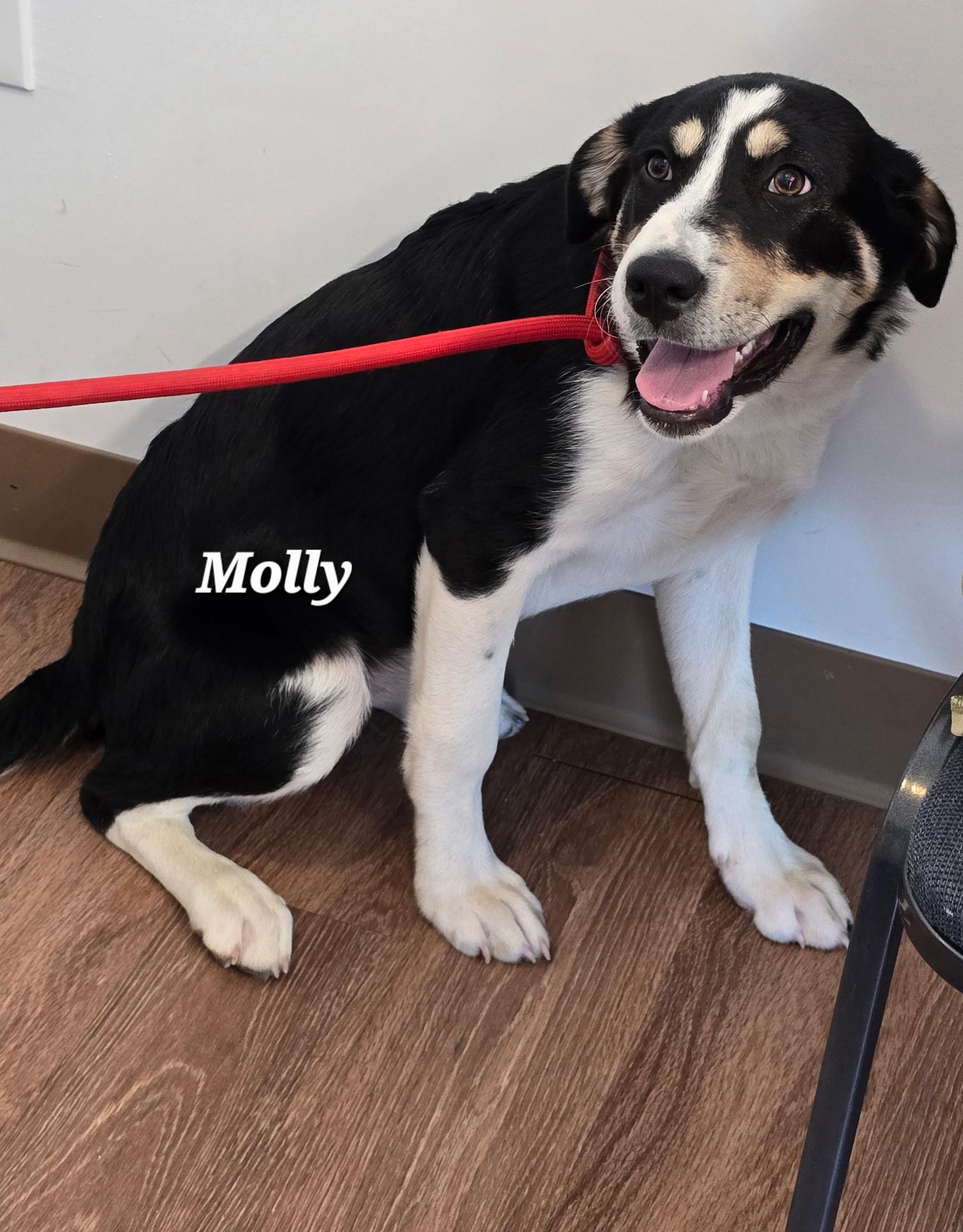 Molly, an adopted mixed breed in Mingus, TX image 2/5
