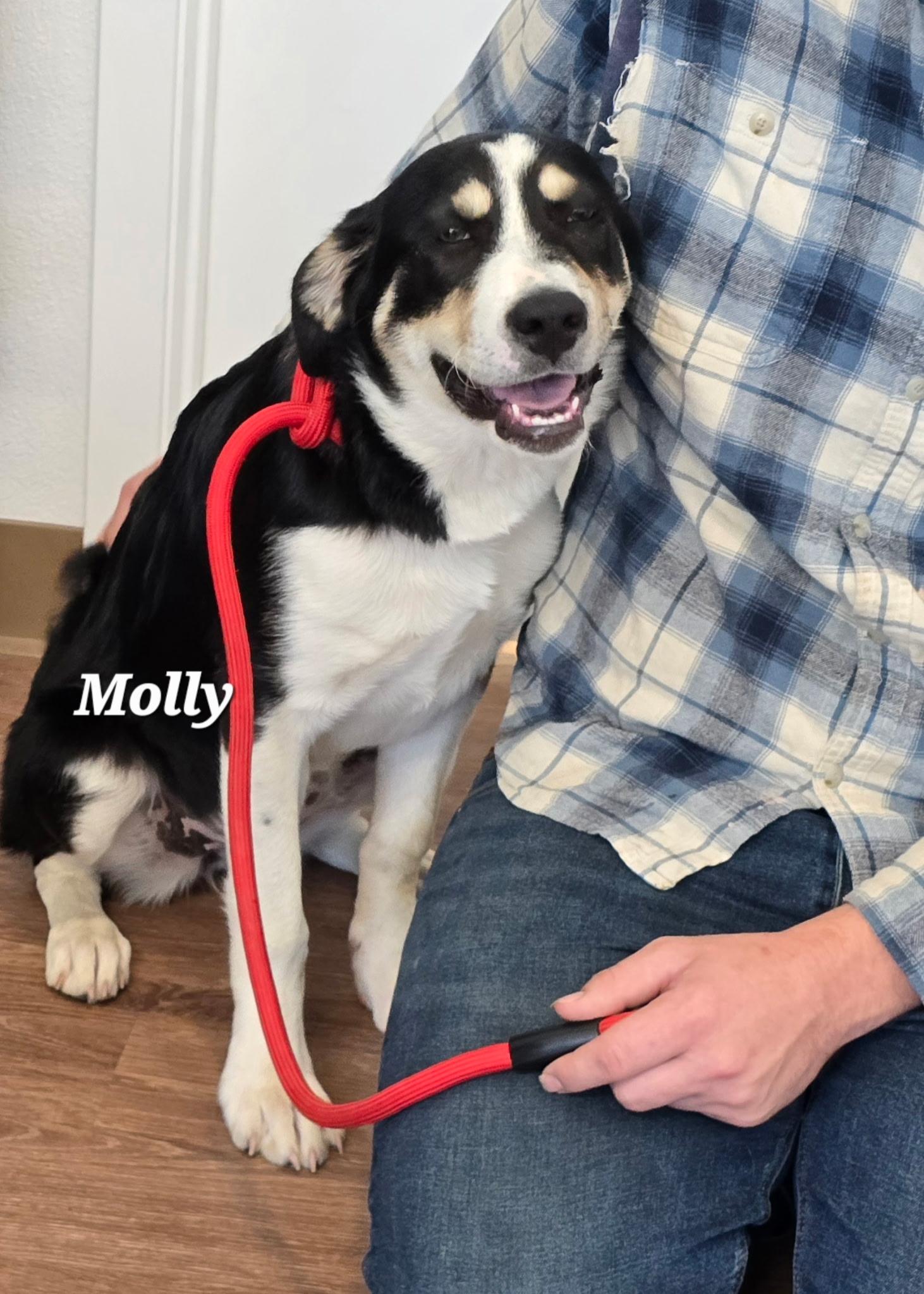 Molly, adopted, Young Female Anatolian Shepherd.