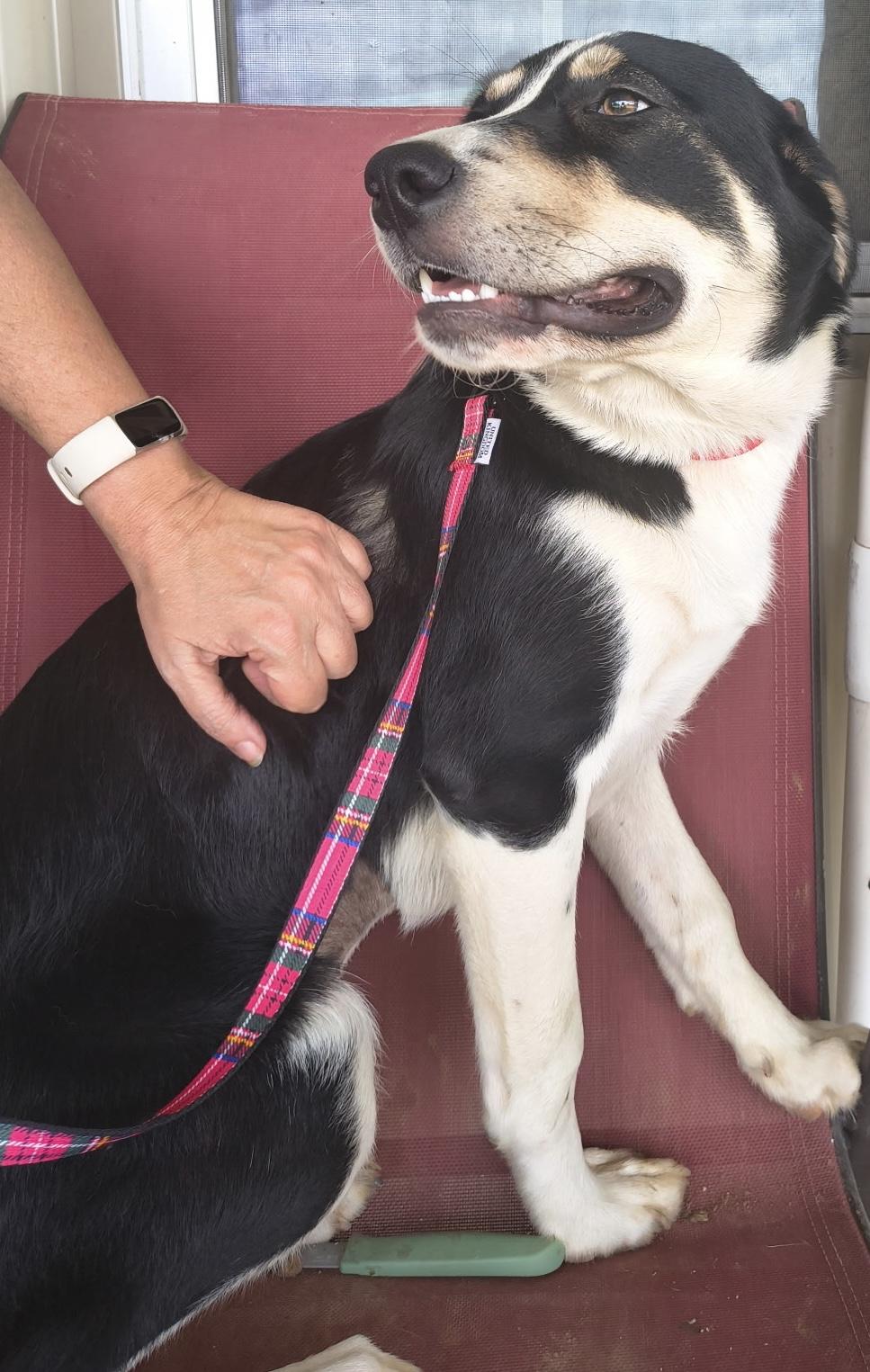 Molly, an adopted mixed breed in Mingus, TX image 4/5