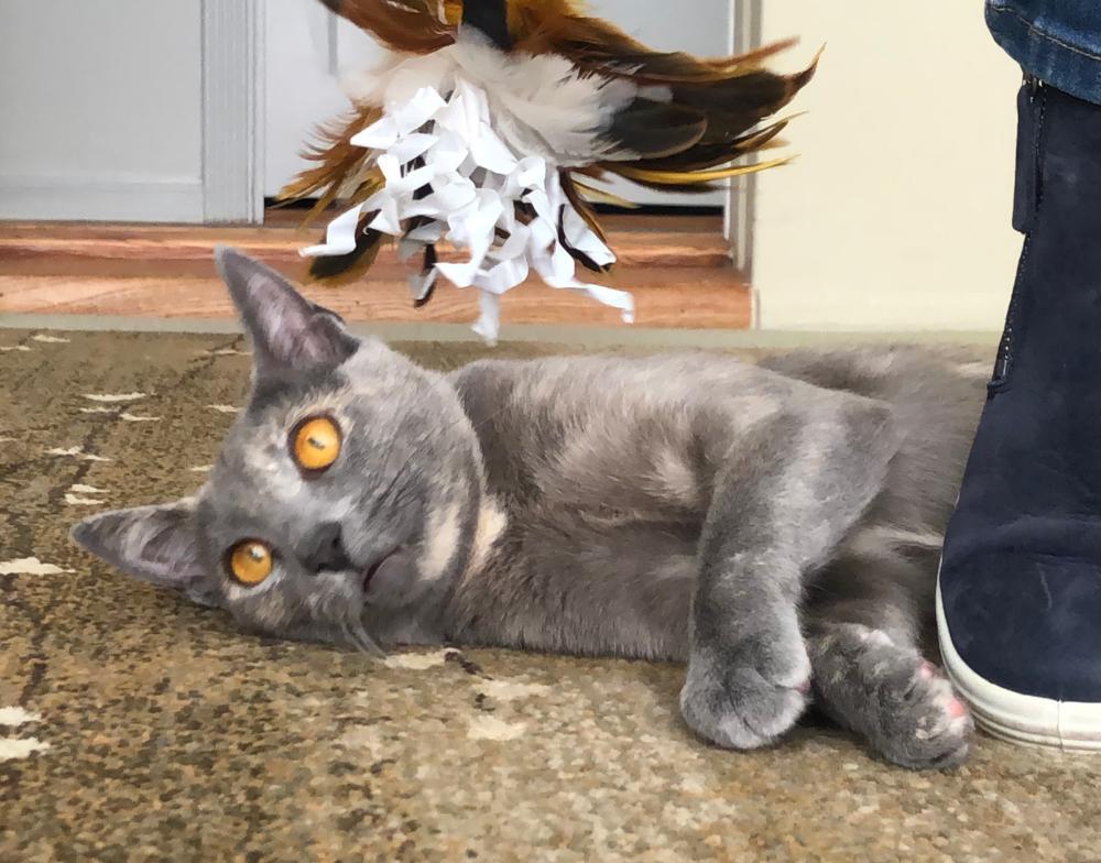 Enlarge Greta, a Adoptable Tortoiseshell in Palo Alto, CA image 1/3