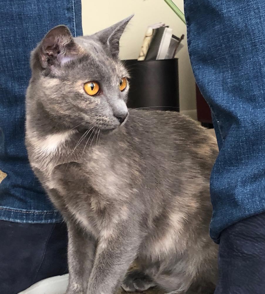 Enlarge Greta, a Adoptable Tortoiseshell in Palo Alto, CA image 3/3