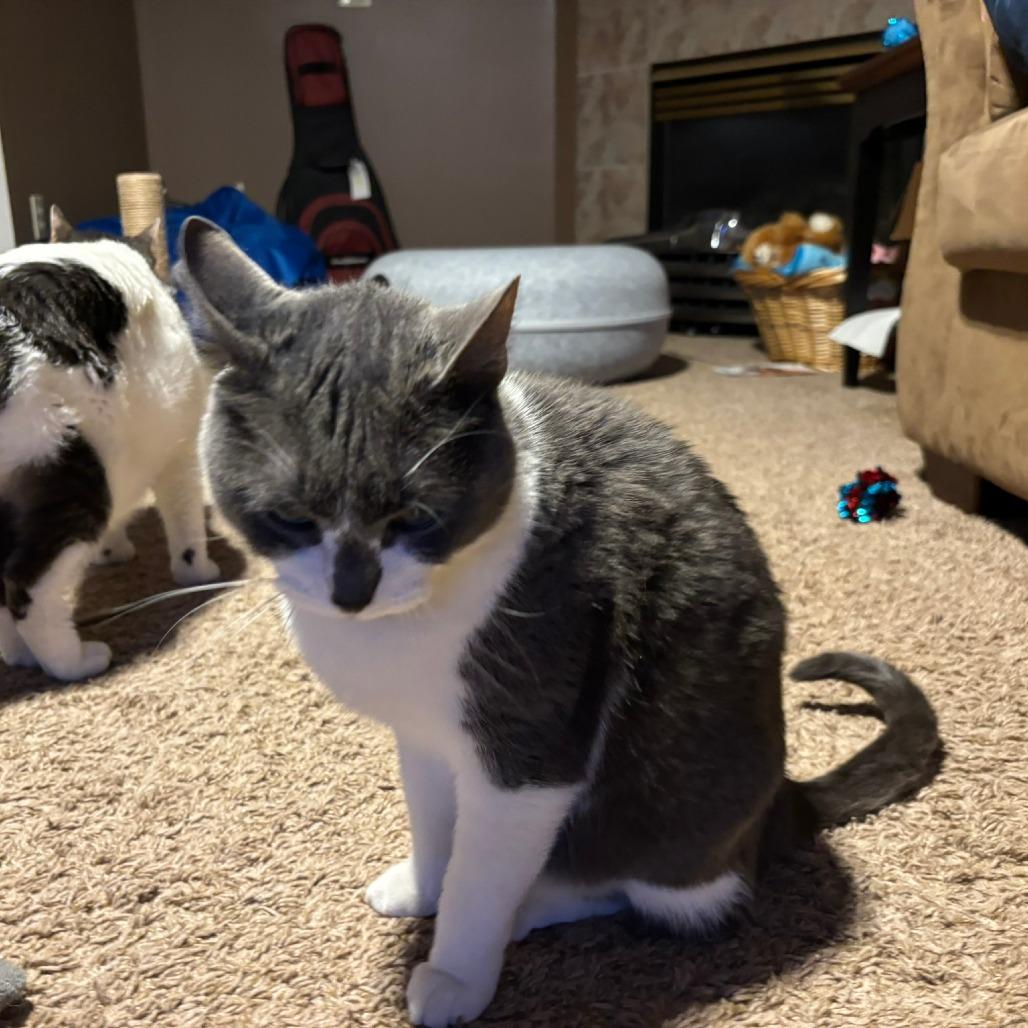Enlarge Blue C10656, a Adoptable Domestic Short Hair in Princeton, MN image 1/2