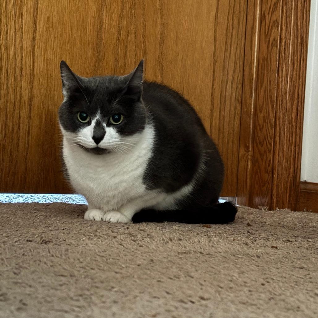 Enlarge Blue C10656, a Adoptable Domestic Short Hair in Princeton, MN image 2/6