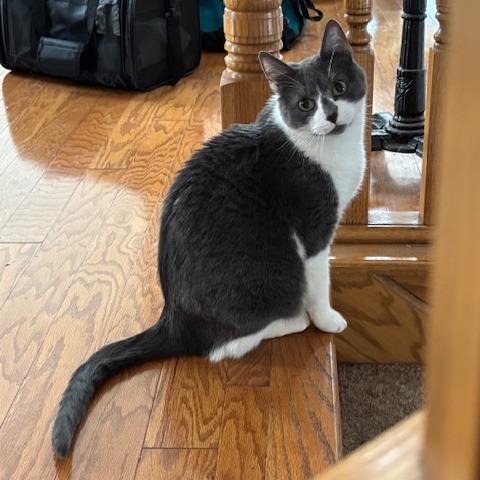 Enlarge Blue C10656, a Adoptable Domestic Short Hair in Princeton, MN image 4/6