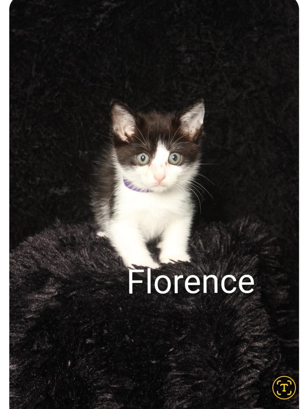 Enlarge Florence ( Orlando Fl), a ADOPTABLE Tuxedo in Orlando, FL image 1/1