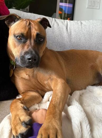 Bailey, Adoptable, Adult Female Rhodesian Ridgeback & Boxer.