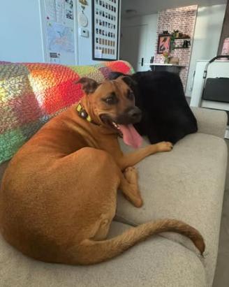 Enlarge Bailey, a Adoptable mixed breed in Dunnville, ON image 2/4