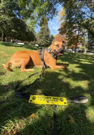 Enlarge Bailey, a Adoptable mixed breed in Dunnville, ON image 3/4