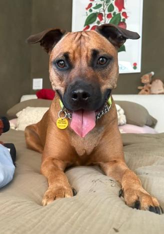 Enlarge Bailey, a Adoptable mixed breed in Dunnville, ON image 4/4