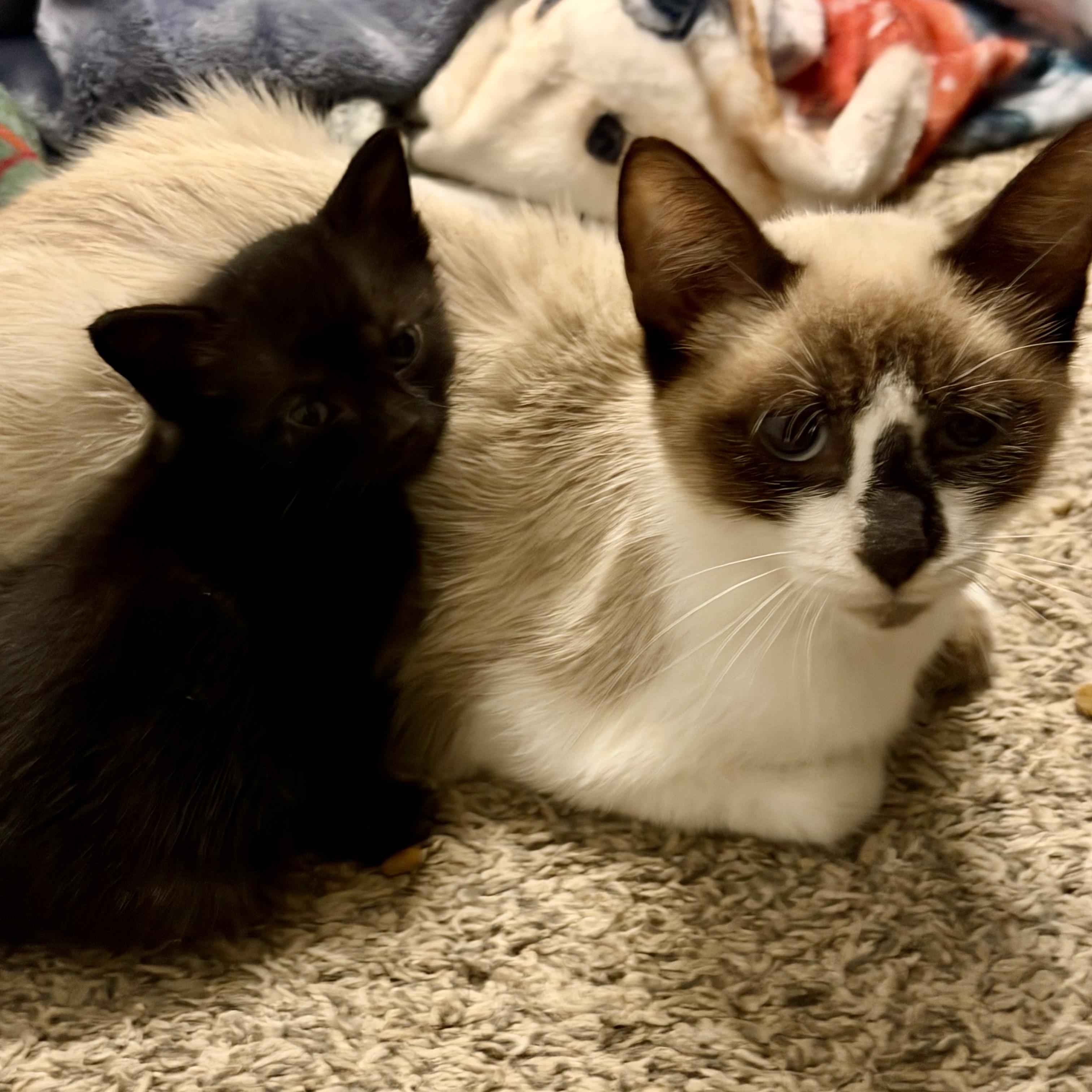 Enlarge Chai, a Adoptable Snowshoe in Champaign, IL image 5/6