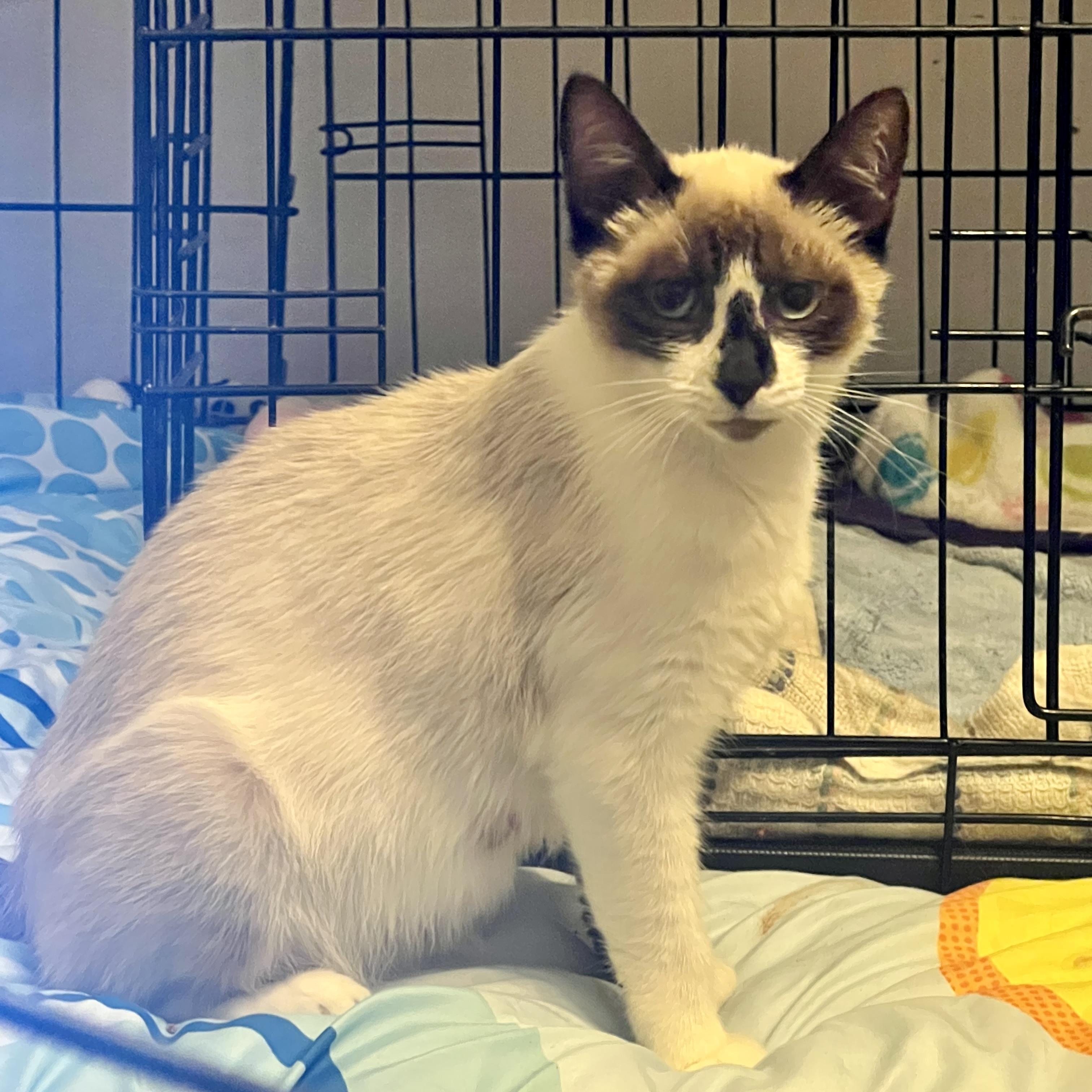 Enlarge Chai, a Adoptable Snowshoe in Champaign, IL image 6/6